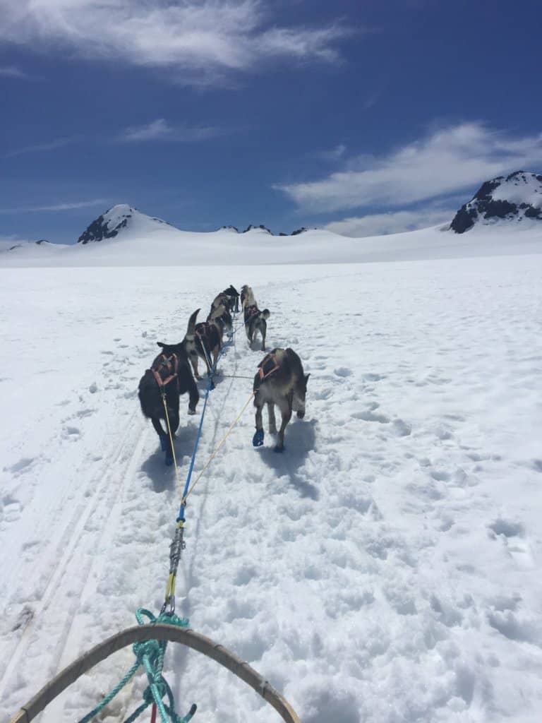 dogs running in slow tied to a sled