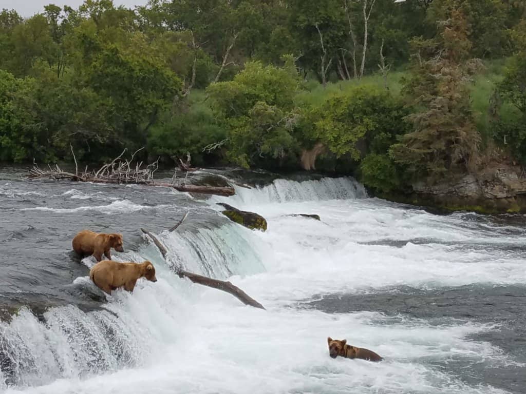 Grizzly bears fishing for salmon in a river at a small water fall