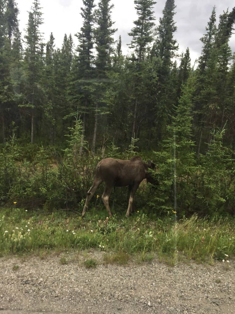 Moose on the side of a road