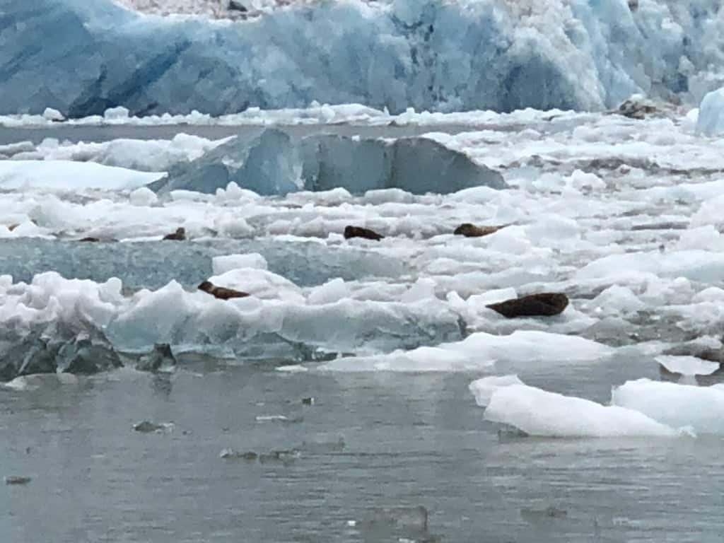 sea lions basking in the sun on ice in front of a glacier