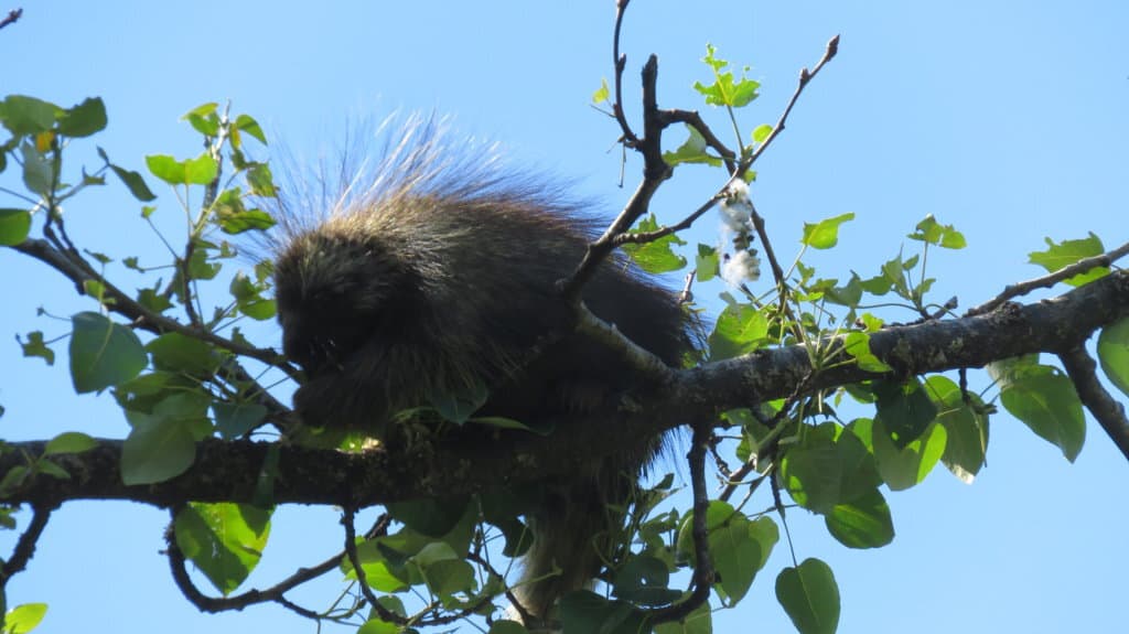 porcupine in a tree