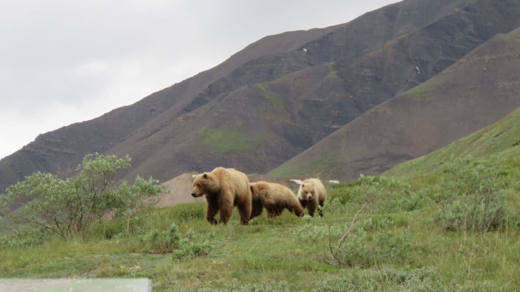 Momma and 2 cub grizzly bears