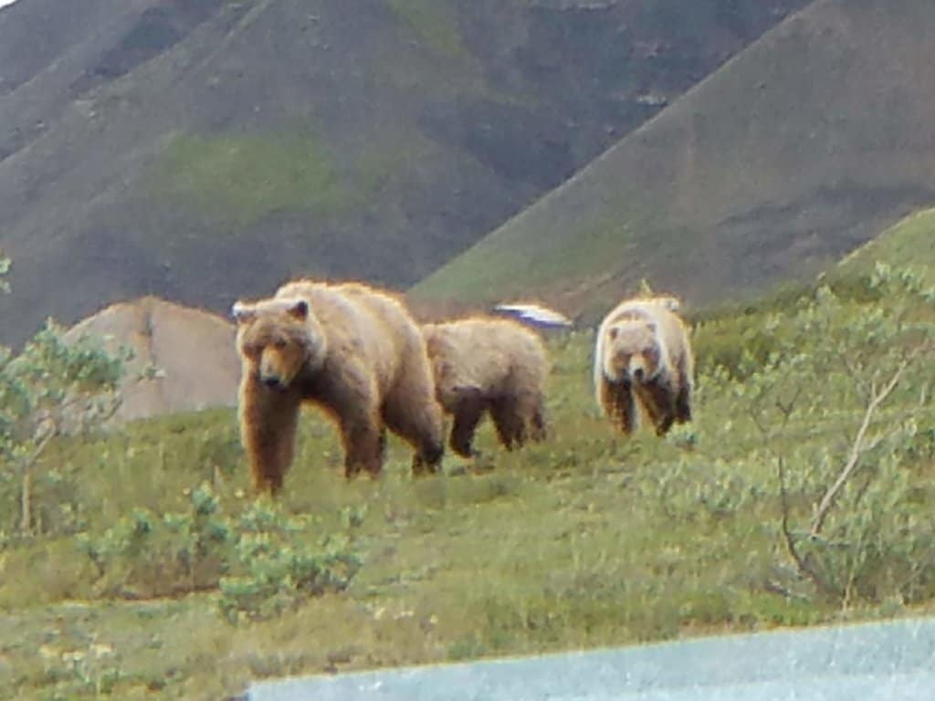 Momma and 2 cub grizzly bears