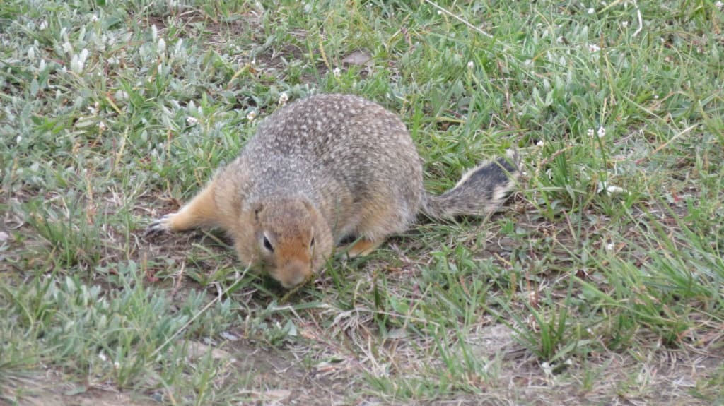 squirrel laying on the ground