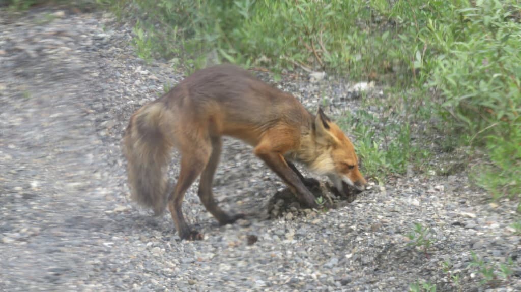 Red Fox burying prey