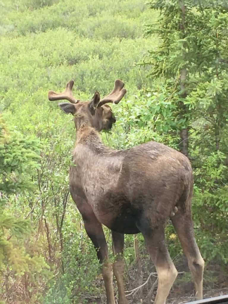 Bull Moose standing beside trees