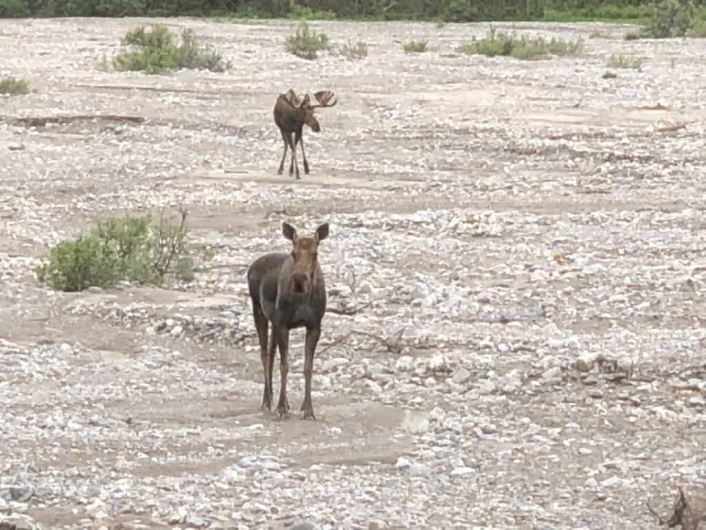 A cow moose with a bull moose in the background standing in water