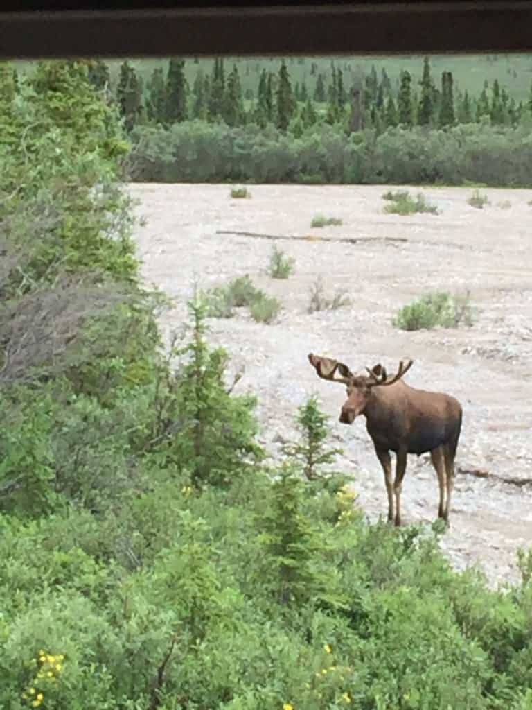 a bull moose standing in water beside trees