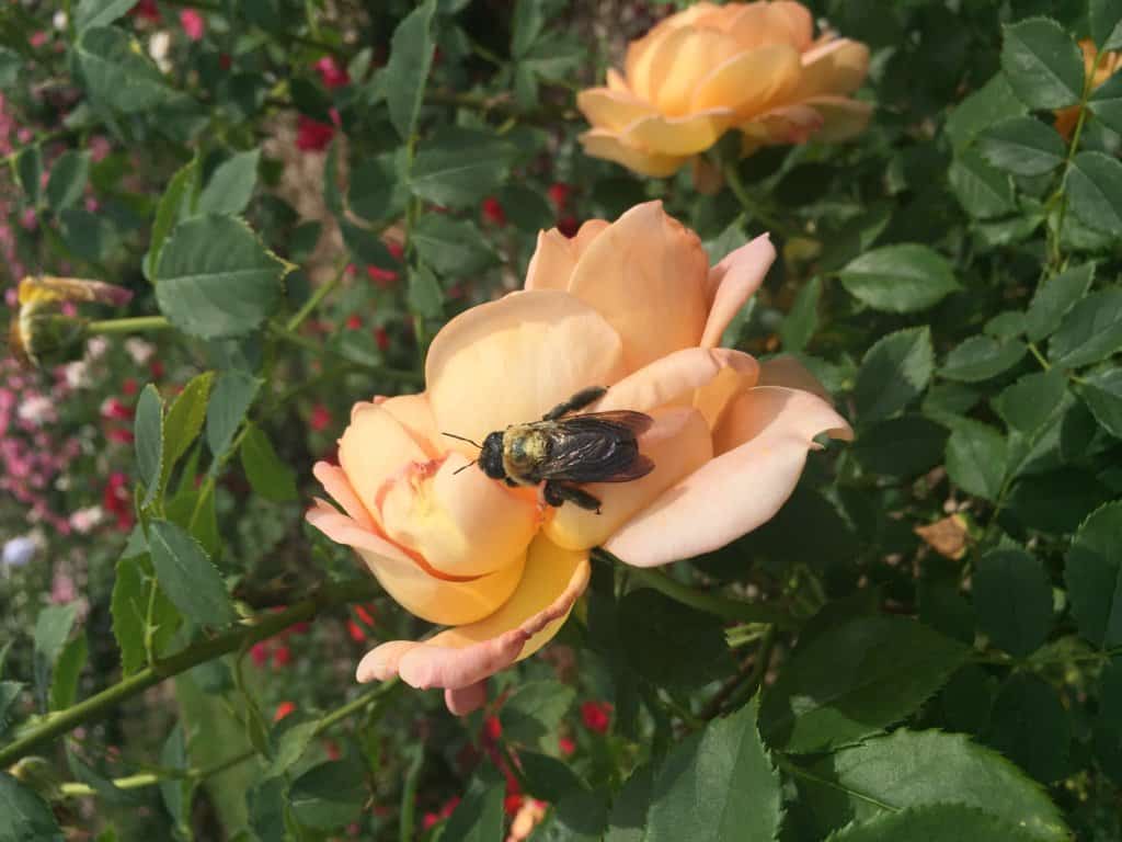 Yellow rose with bee