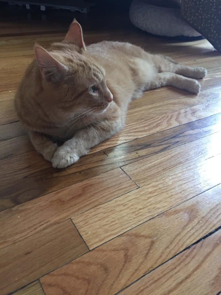 Ginger cat laying on hardwood floors