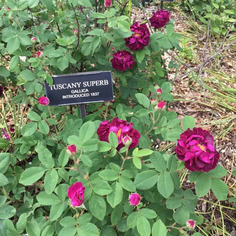 fuschia colored roses in a garden