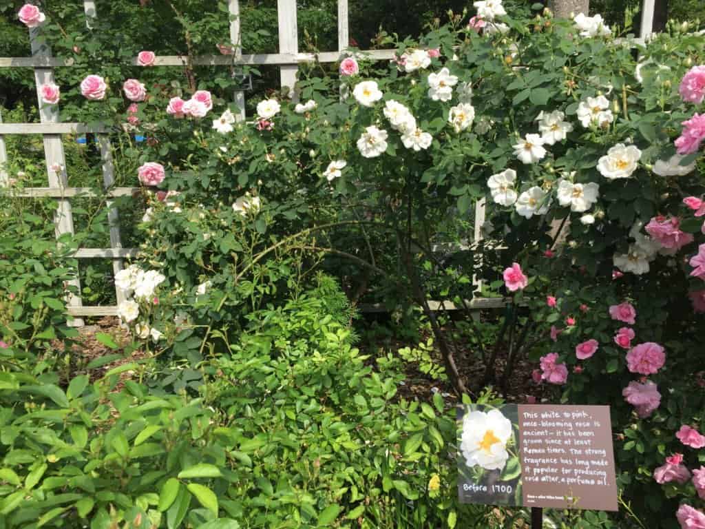 white and pink roses in a garden