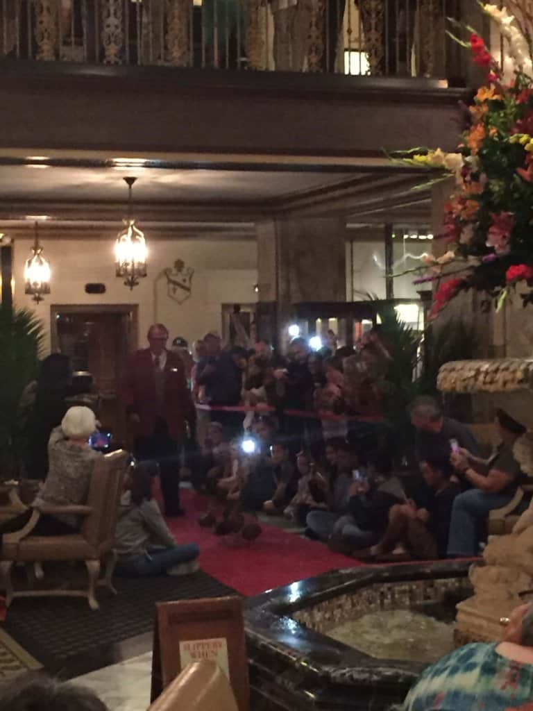 inside a hotel lobby with ducks walking on the red carpet toward a fountain