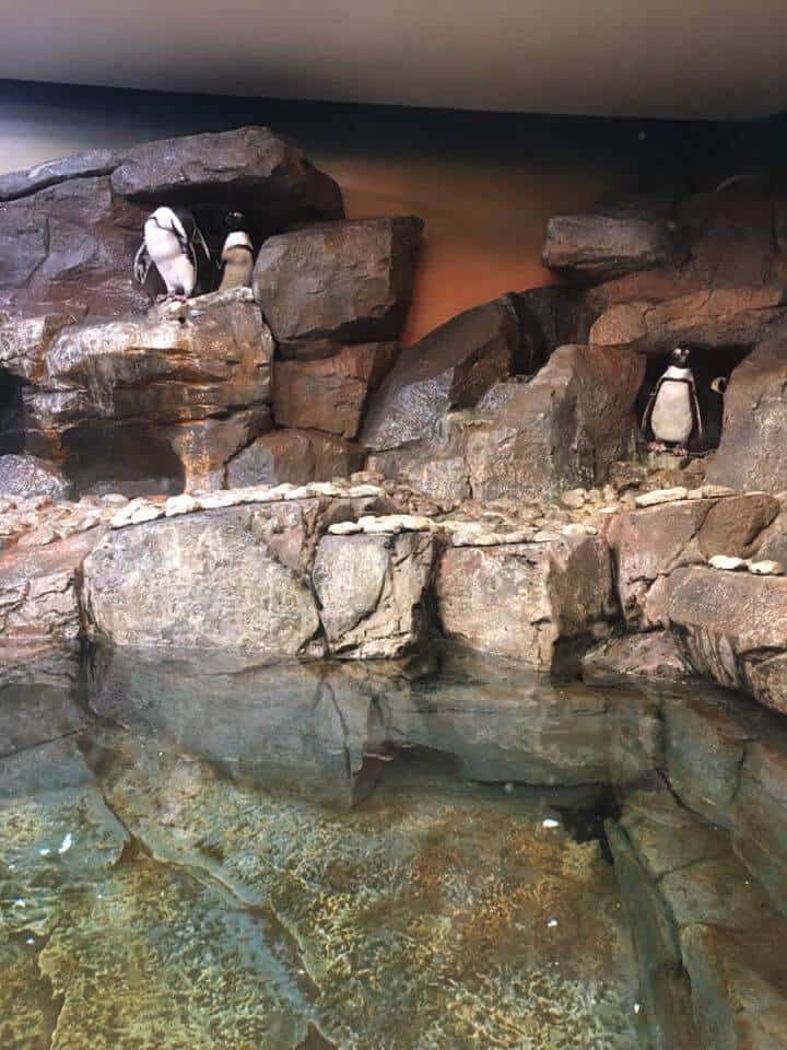 3 penguins standing on rock beside a pond