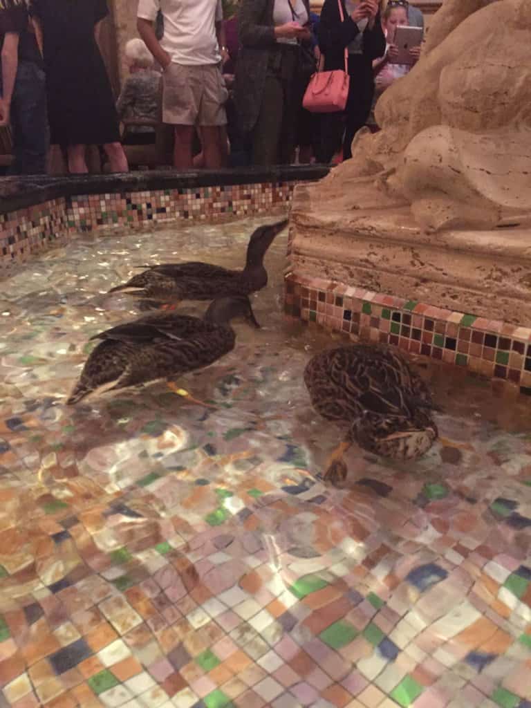 ducks in a fountain