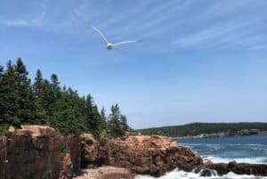 seagull flying above rocky coast line