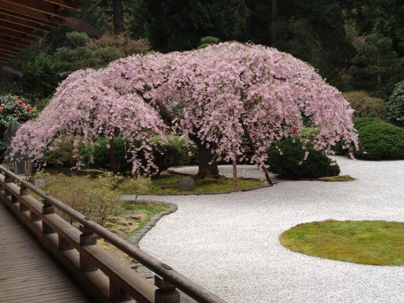 blooming Japense cherry tree