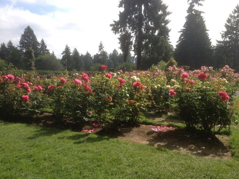 field of blooming red and white roses