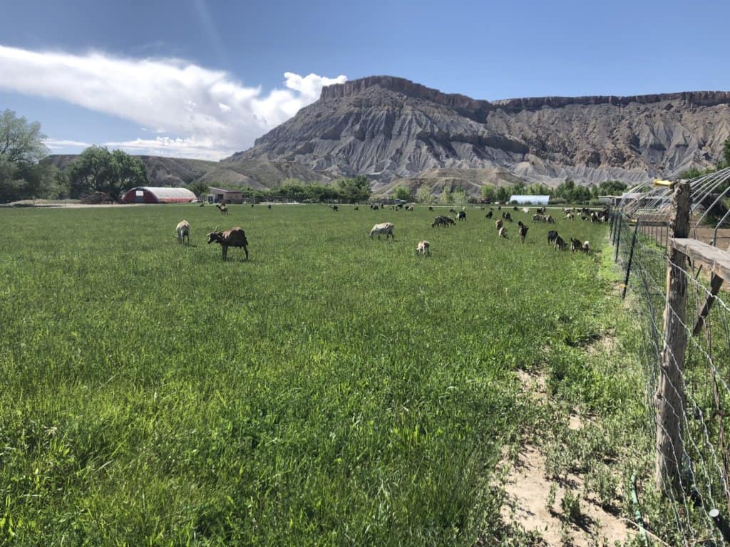 goals in a green field with mountains in the background