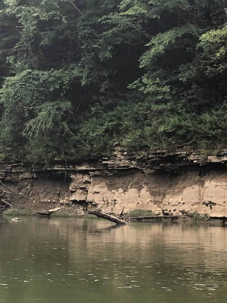 turtle on the bank of Green River