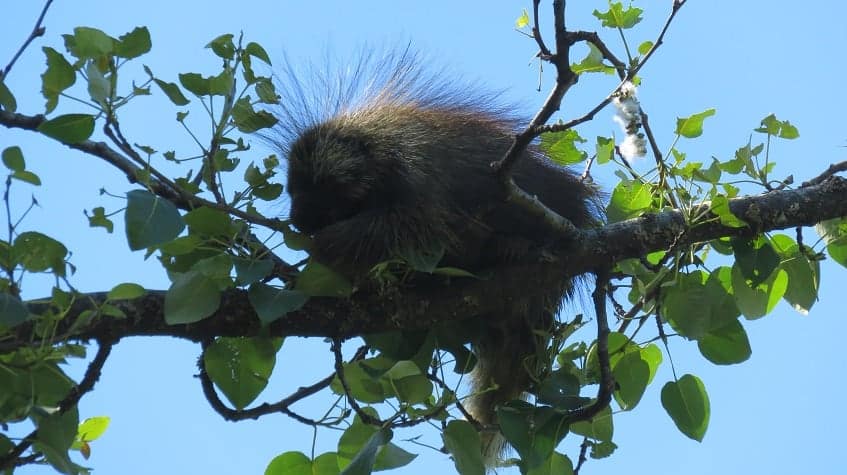 Porcupine at Mendenhall Glacier Visitor Center