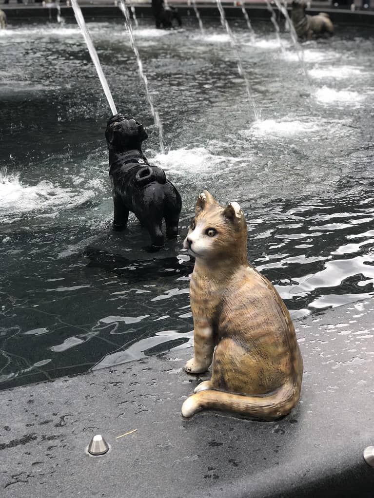 Scared cat at Berczy Park in Toronto