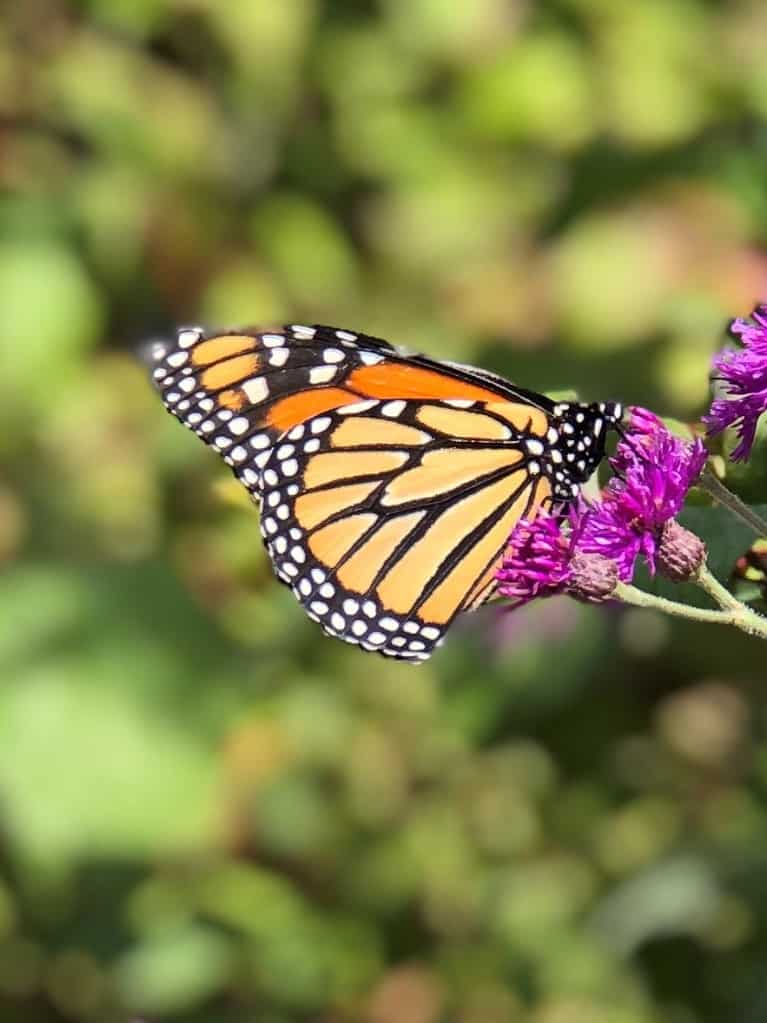 Monarch butterfly at Edwards Gardens