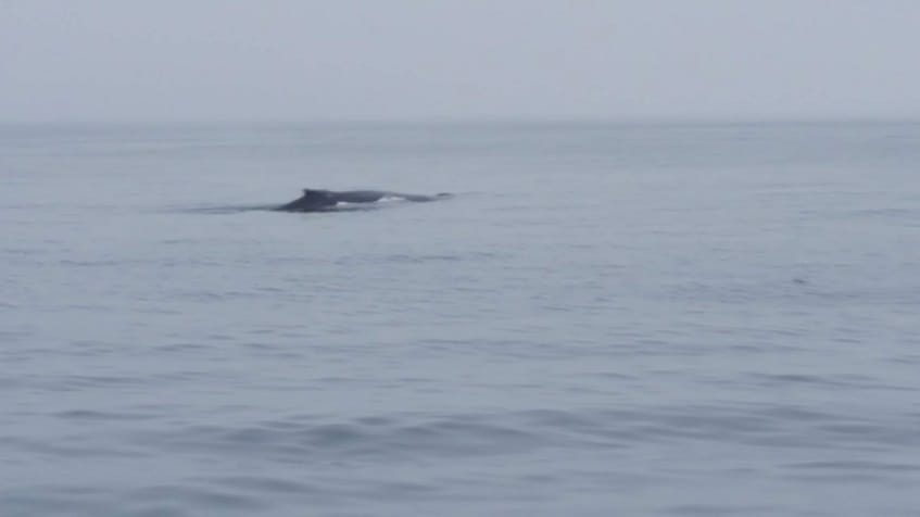 Watching whales in Seward, Alaska