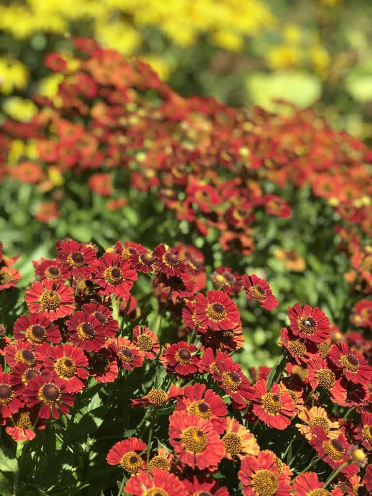 garden flowers