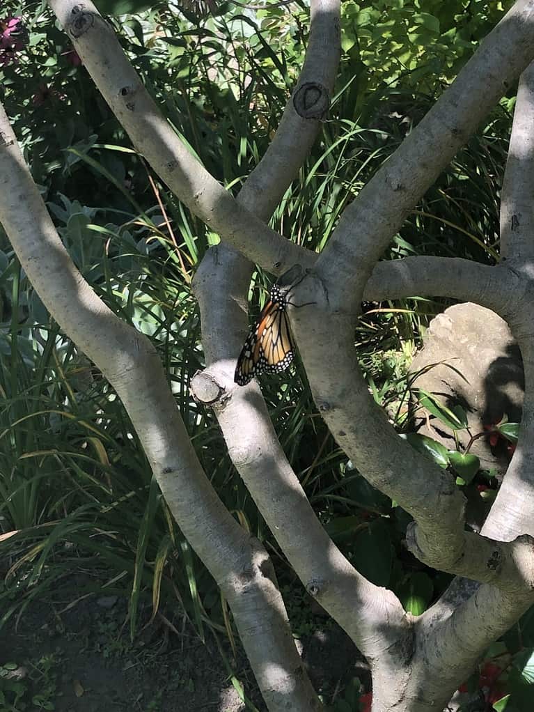 Monarch butterfly on tree