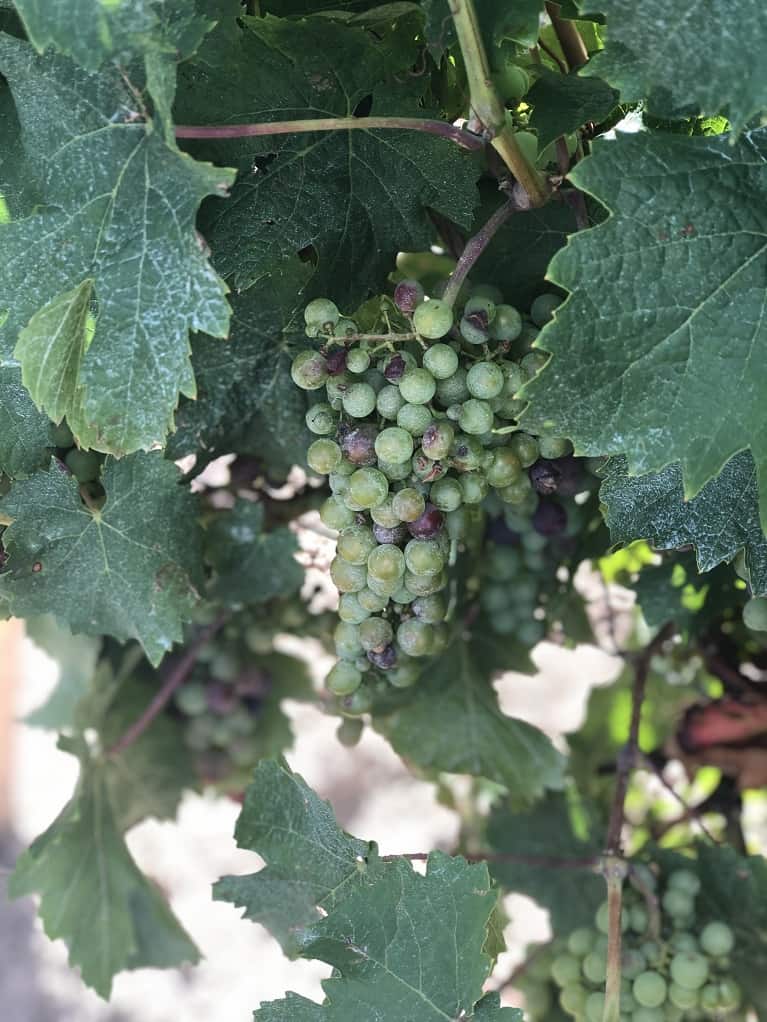 Ice wine grapes on the vine