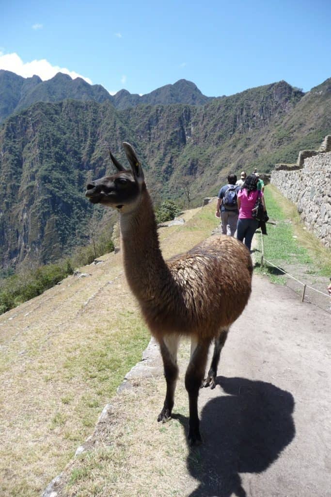 Alpaca at Machu Picchu