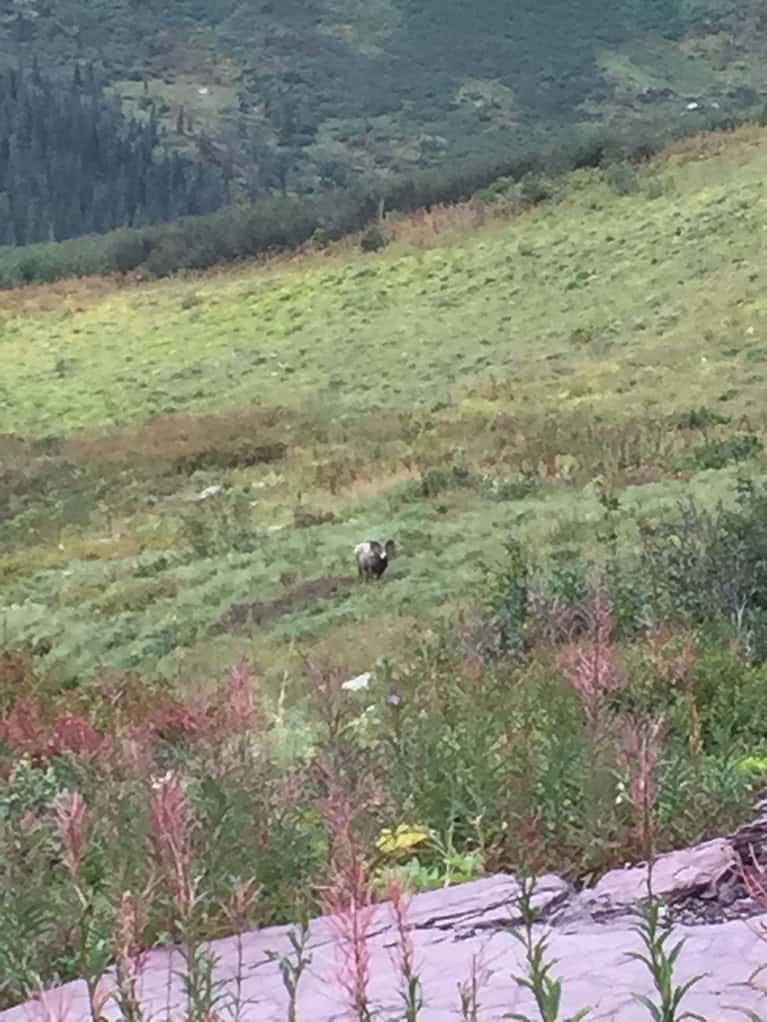 bighorn sheep in a field